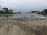 Doheny State Beach, California, United States. 