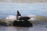 El Capitán State Beach, California, United States. El Capit�n State Beach