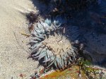 El Capitán State Beach, California, United States. El Capit�n State Beach