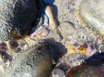 El Capitán State Beach, California, United States. El Capit�n State Beach