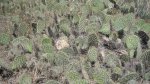 Click to enlarge Emma Wood State Beach, California, United States. A fine bunch of cacti.