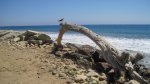 Click to enlarge Emma Wood State Beach, California, United States. Seagull on a log.