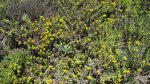 Click to enlarge Emma Wood State Beach, California, United States. Yellow flowers.