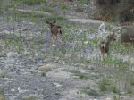 Click to enlarge Caspers Wilderness County Park, California, United States. Deer passing through dry river bed.