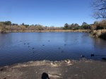 Click to enlarge Guajome Regional Park, California, United States. Lake, ducks, geese