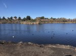 Click to enlarge Guajome Regional Park, California, United States. Lake, ducks, geese