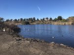 Click to enlarge Guajome Regional Park, California, United States. Lake, ducks, geese