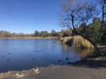 Click to enlarge Guajome Regional Park, California, United States. Lake, ducks, geese