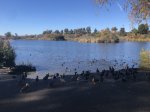 Click to enlarge Guajome Regional Park, California, United States. Lake, ducks, geese