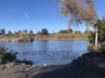 Click to enlarge Guajome Regional Park, California, United States. Lake, ducks, geese