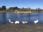 Click to enlarge Guajome Regional Park, California, United States. Lake, ducks, geese