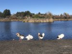 Click to enlarge Guajome Regional Park, California, United States. Lake, ducks, geese
