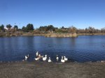 Click to enlarge Guajome Regional Park, California, United States. Lake, ducks, geese