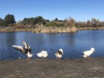 Click to enlarge Guajome Regional Park, California, United States. Lake, ducks, geese