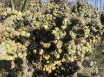 Click to enlarge Guajome Regional Park, California, United States. A big cactus on the walking trail.