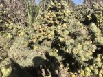 Click to enlarge Guajome Regional Park, California, United States. A big cactus on the walking trail.