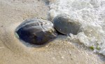 Cape Henlopen State Park, Delaware, United States. Horseshoe crabs mating