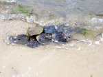 Cape Henlopen State Park, Delaware, United States. Horseshoe crabs mating