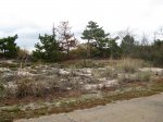 Cape Henlopen State Park, Delaware, United States. Landscape