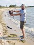 Cape Henlopen State Park, Delaware, United States. Man holding a horseshoe crab