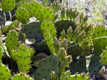 Cape Henlopen State Park, Delaware, United States. Opuntia with buds