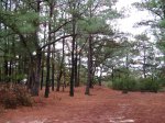 Cape Henlopen State Park, Delaware, United States. view of campsite