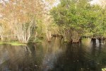 Blue Cypress County Park, Florida, United States. 
