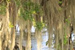 Click to enlarge Blue Cypress County Park, Florida, United States.