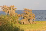 Click to enlarge Blue Cypress County Park, Florida, United States.