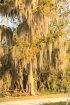 Click to enlarge Blue Cypress County Park, Florida, United States.