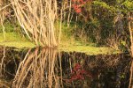 Click to enlarge Blue Cypress County Park, Florida, United States.