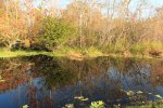 Click to enlarge Blue Cypress County Park, Florida, United States.