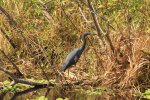 Click to enlarge Blue Cypress County Park, Florida, United States. Lots of wildlife in the canal