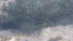 Click to enlarge Dry Tortugas National Park, Florida, United States. Fish while snorkeling off the shores of Dry Tortugas National Park.