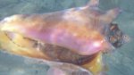 Click to enlarge Dry Tortugas National Park, Florida, United States. Conch shell found while snorkeling. This one was occupied.