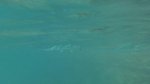 Click to enlarge Dry Tortugas National Park, Florida, United States. More sea-life spotted while snorkeling at Dry Tortugas National Park.