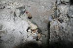 Click to enlarge The hermit crabs came out at night; crawling through the cracks in the rocks.
