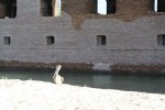 Click to enlarge A seagull that hung out in the morning for a while.