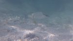 Click to enlarge Dry Tortugas National Park, Florida, United States. Sea-life spotted while snorkeling.