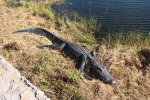 Click to enlarge Everglades National Park, Florida, United States. Alligators along the walkways of Royal Palm.