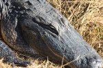 Click to enlarge Everglades National Park, Florida, United States. Alligators along the walkways of Royal Palm.