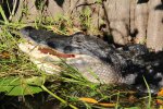 Click to enlarge Everglades National Park, Florida, United States. Alligators along the walkways of Royal Palm.