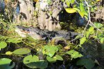 Click to enlarge Everglades National Park, Florida, United States. Alligators along the walkways of Royal Palm.
