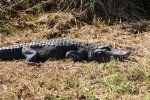 Click to enlarge Everglades National Park, Florida, United States. Alligators along the walkways of Royal Palm.
