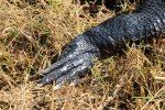 Click to enlarge Everglades National Park, Florida, United States. Alligators along the walkways of Royal Palm.
