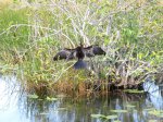 Click to enlarge Everglades National Park, Florida, United States. Anhinga Trail