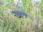 Click to enlarge Everglades National Park, Florida, United States. Anhinga Trail
