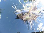 Click to enlarge Everglades National Park, Florida, United States. Anhinga Trail
