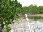 Click to enlarge Everglades National Park, Florida, United States.