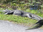 Click to enlarge Everglades National Park, Florida, United States.